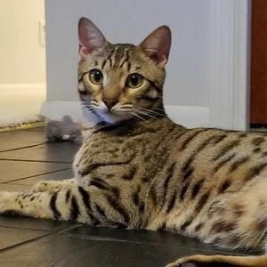 Meet your Posher, Peter